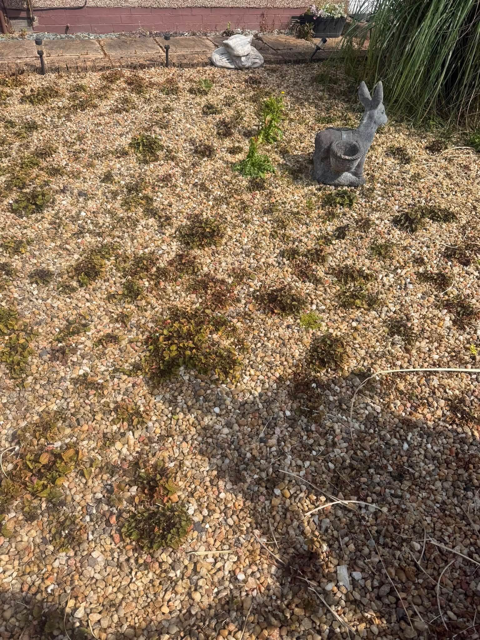 Gravel garden before clearance